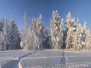обои Утро в зимнем лесу фото