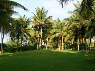 обои Пальмы и трава утром фото