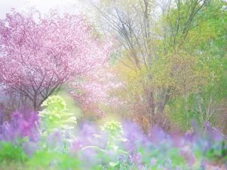 обои Весенняя палитра, яркие цветущие деревья фото