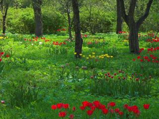 обои Островки цветущих тюльпанов фото