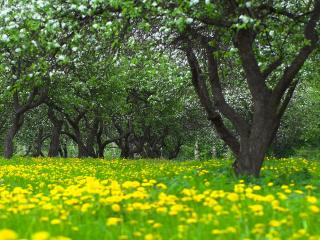 обои Весенний яблочный сад и цветущие одуванчики фото