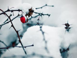 обои Плод шиповника среди снега фото