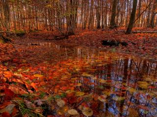 обои Ручей лесной усыпанный листвой фото