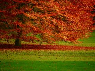 обои Покрасневшая листва на осеннем дереве в поле фото