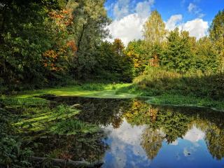 обои Старый лесной пруд осенью фото
