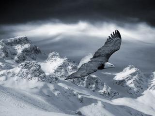 обои Орел парит над заснеженными горами фото