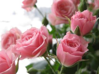 обои Розовая роза сама нежность фото