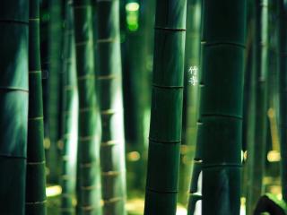 обои Плотные бамбуковые стебли фото