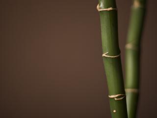 обои Ветка бамбука и ее отражение фото