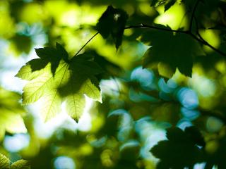 обои Клиновые листья в лучиках солнца фото