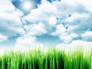 обои 3D - Высокая трава под голубым небом фото