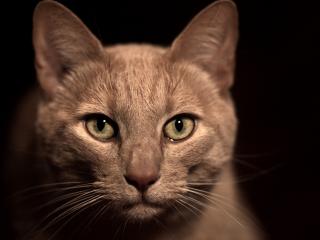 обои Бежевый кот с зелеными глазами фото