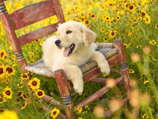 обои Щенок на стуле среди поляны желтых цветов фото