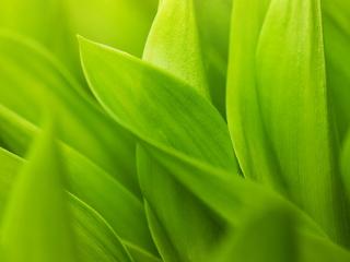 обои Зеленые листья ландышей фото