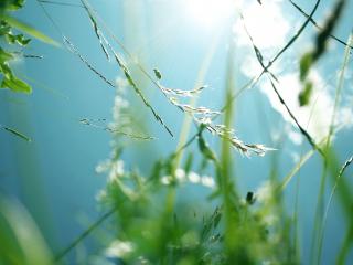 обои Стебельки травы на солнышке фото