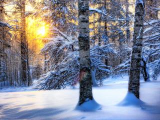 обои Тихий и солнечный зимний день в лесу фото