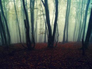 обои Туманность в осеннем лесу фото