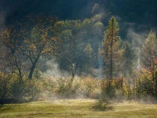 обои Утренний туман в осеннем лесу фото