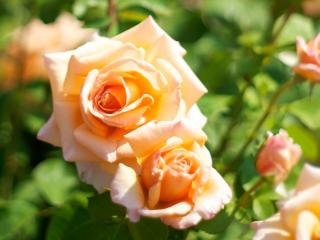 обои Цветут оранжевые розы фото