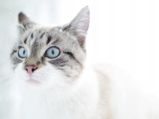 обои Кот светлый с голубыми глазамми фото