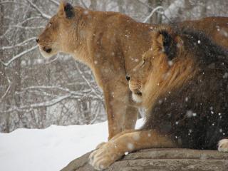 обои Лев с львицой среди зимы фото