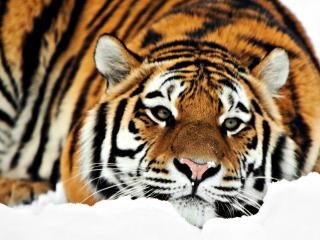 обои Тигр лежит на снегу фото