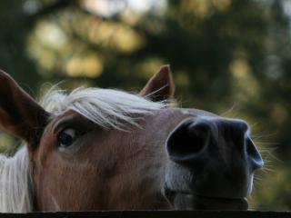 обои Лошадь заглядывает фото