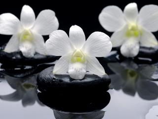 обои Белые орхидеи на черных камнях фото