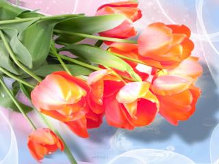 обои Свежий букет весенних тюльпанов фото