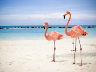 обои Фламинго,  Аруба фото