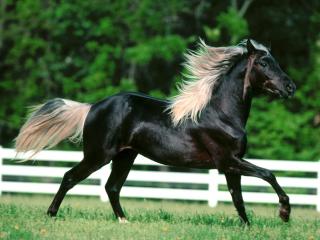 обои Красивая черная лошадь фото