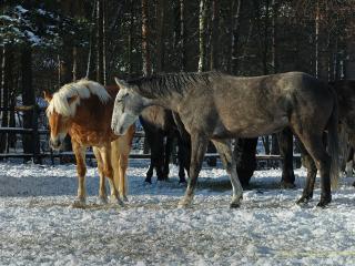 обои Лошади у леса в загоне фото