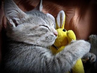 обои Кот спит с мягкой игрушкой фото
