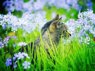 обои Кот среди весенних цветов фото