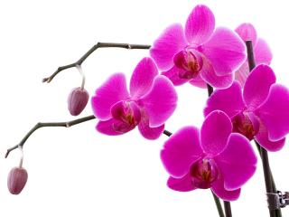 обои Розовые веточки орхидеи фото