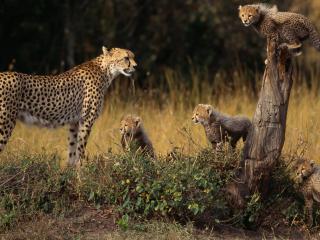 обои Гепардовое семейство фото