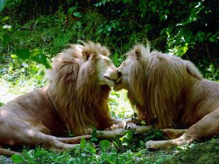 обои Друзья львы фото