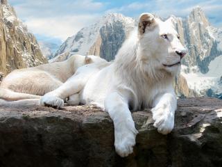 обои Левы белые на скале фото
