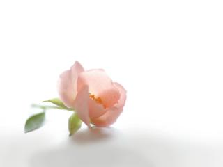 обои Нежный цветок шиповника фото