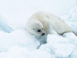 обои для рабочего стола: Белый тюлень на снегу арктики
