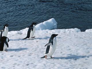 обои Пингвины гуляют по снегу фото