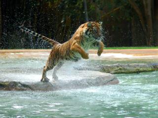 обои У тигра водные процедуры фото
