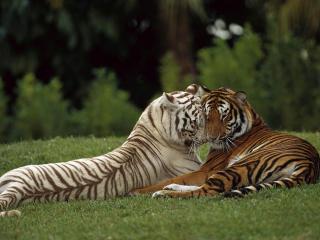 обои Тигриная любовь фото