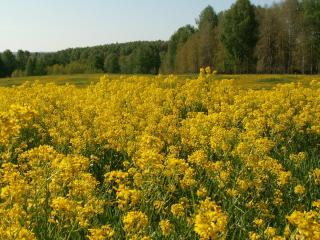 обои Летнее поле из желтых цветов фото
