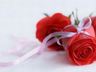 обои Красные розы с бантиком фото
