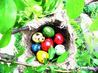 обои Крашеные яйца в гнезде фото