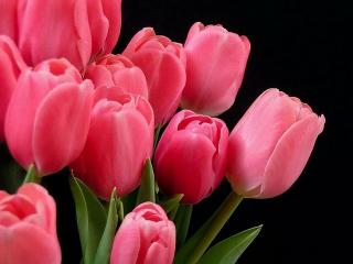 обои Нежно-розовые тюльпаны фото