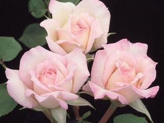 обои Три нежных розы фото