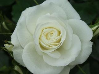обои Белые лепестки розы фото