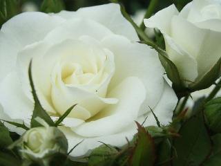 обои Две белых розы с бутонами фото